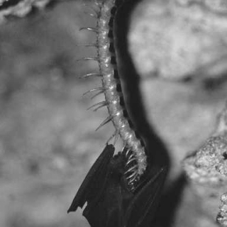 A-centipede-Scolopendra-gigantea-holding-and-eating-a-freshly-killed-bat-Mormoops