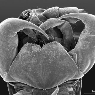 Eupolybothrus_cavernicolus_forcipules